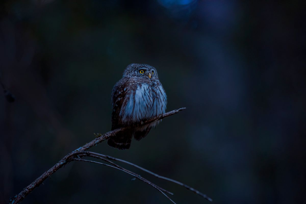 Animal Omens at Night vs Daytime