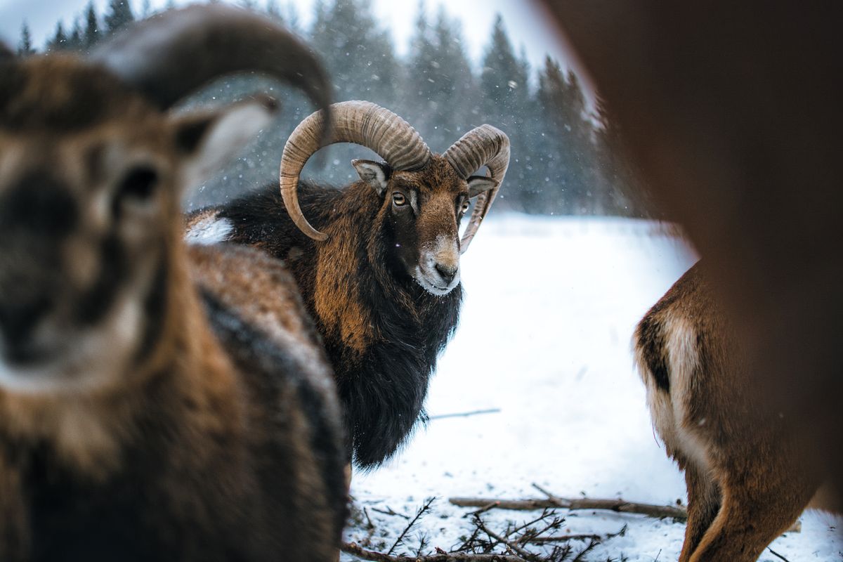 Close-up of rams in winter landscape showcasing wildlife beauty