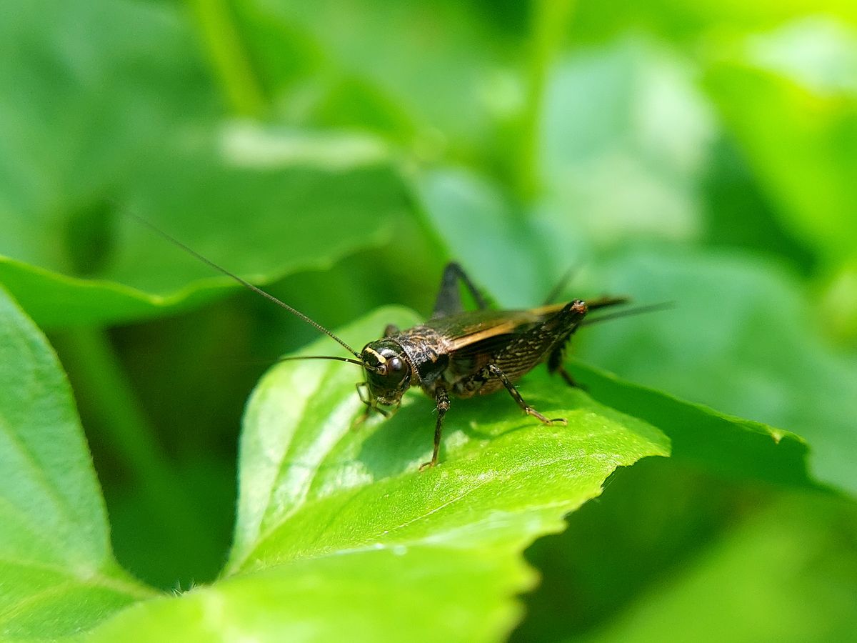 Detailed close-up of a cricket resting on vibrant green leaves in a natural environment representing luck