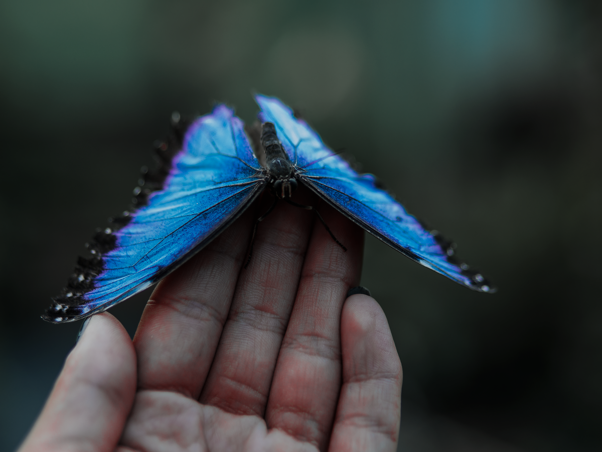 animals that symbolize new beginnings