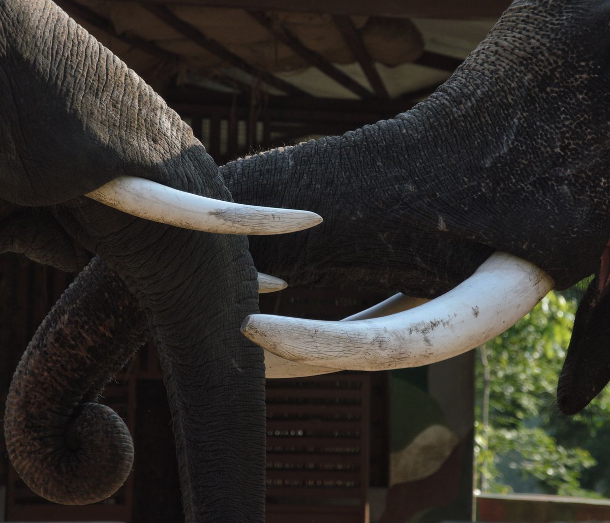 Detailed close-up of elephant trunks intertwined showcasing tusks and herd protection