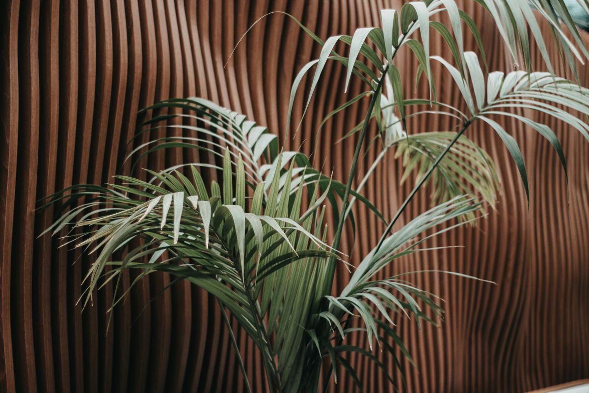 Modern interior with a textured wooden slat wall and a palm plant, illustrating a wood slat accent wall