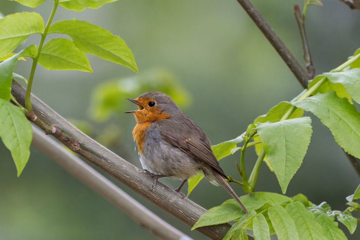 A vibrant European robin perched among fresh green leaves