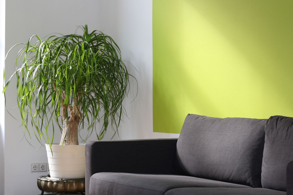 Bright modern living room with a green accent wall, sofa and palm plant, illustrating the feng shui Wood element