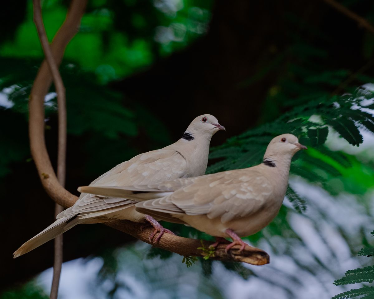 Animal Omens in the Bible (Overview)