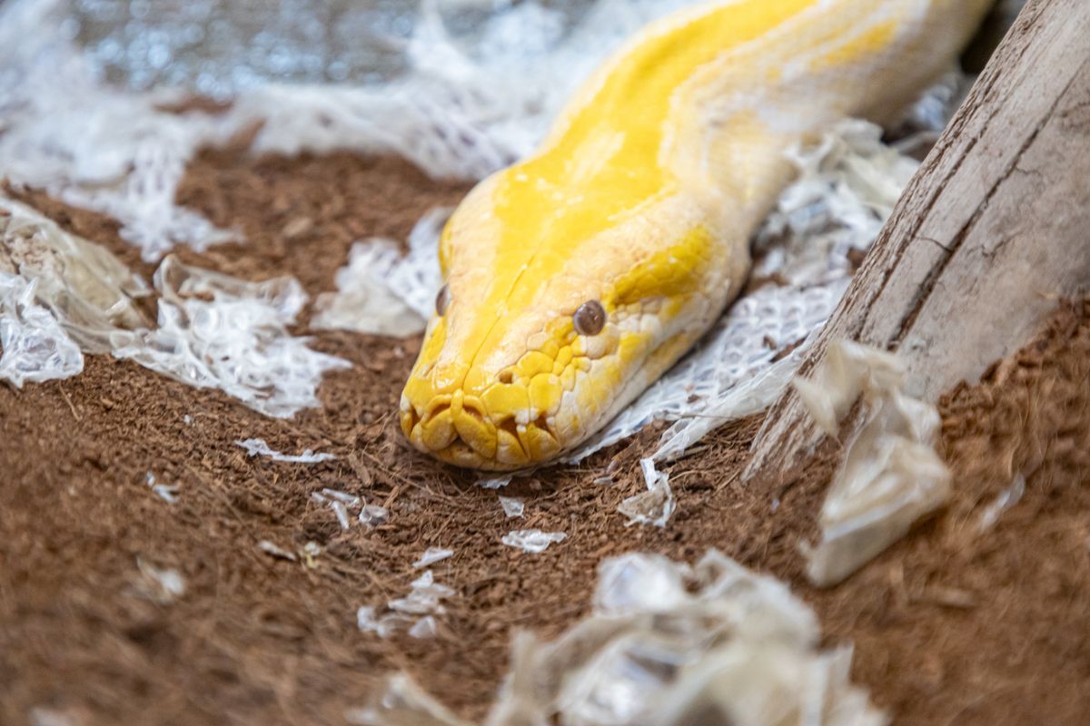 Snake shedding skin symbolizing rebirth