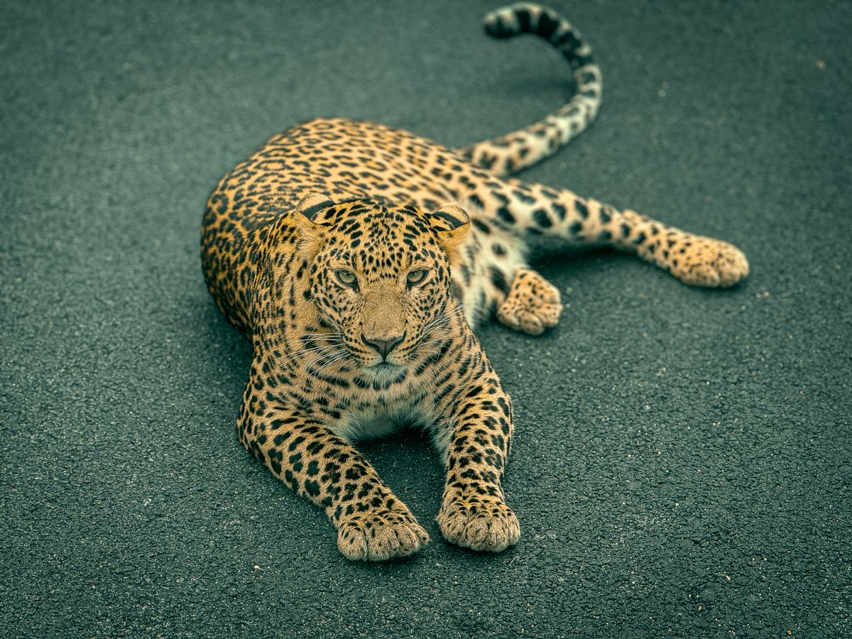 Captivating portrait of a leopard lounging representing animals that symbolize protection