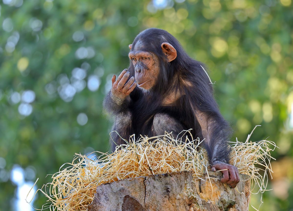 Orangutan in forest environment symbolizing great ape cognition and mirror test diversity