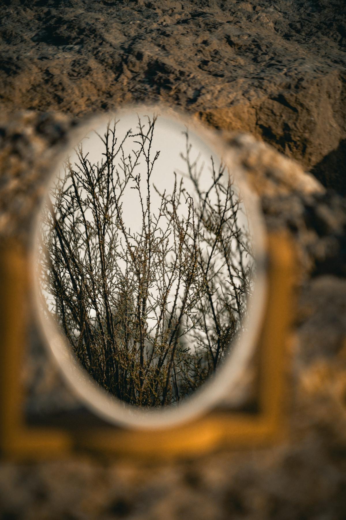 Bare branches reflected in oval mirror outdoors artistic nature reflection scene
