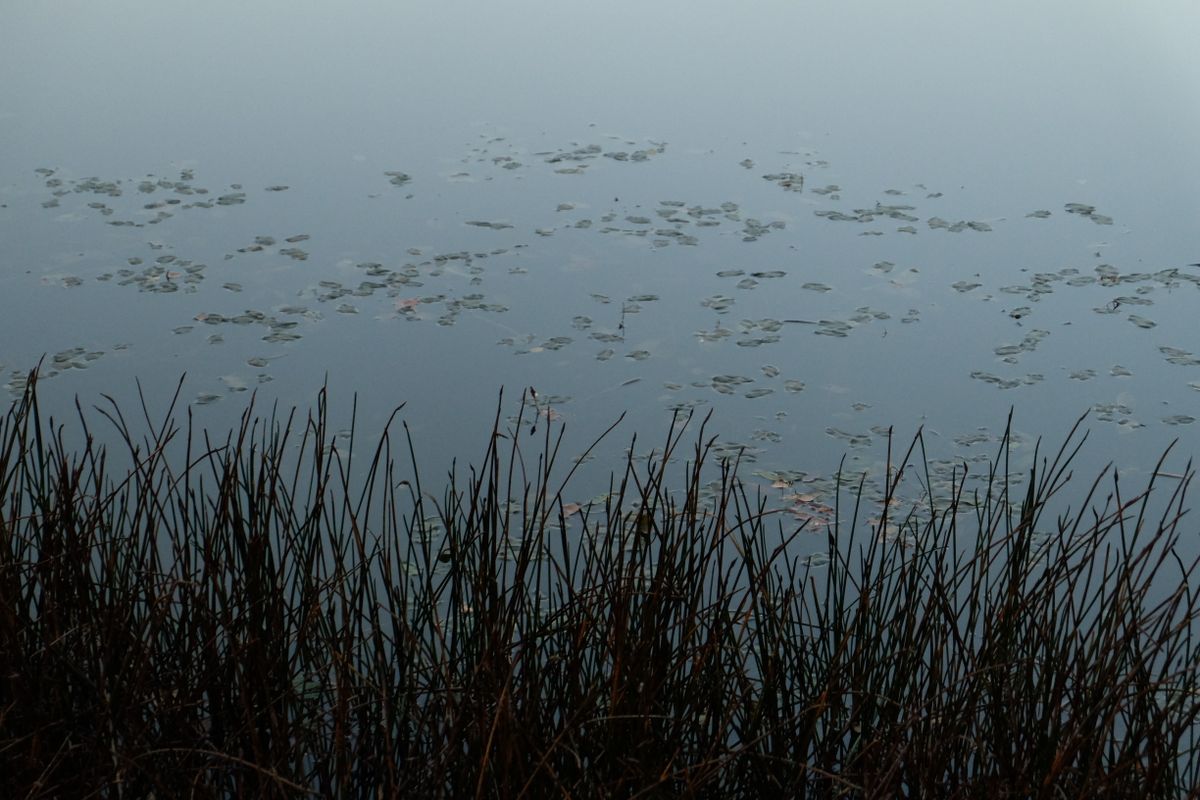 Tranquil lake surface with reeds reflected perfectly in calm still water demonstrating how smooth surfaces produce specular reflection and clear mirror-like images in nature