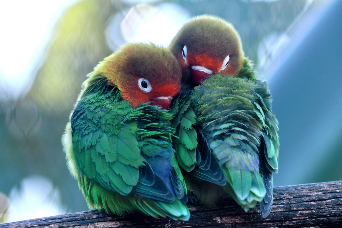 Two vibrant lovebirds cuddling on a branch showcasing their vivid plumage and affection
