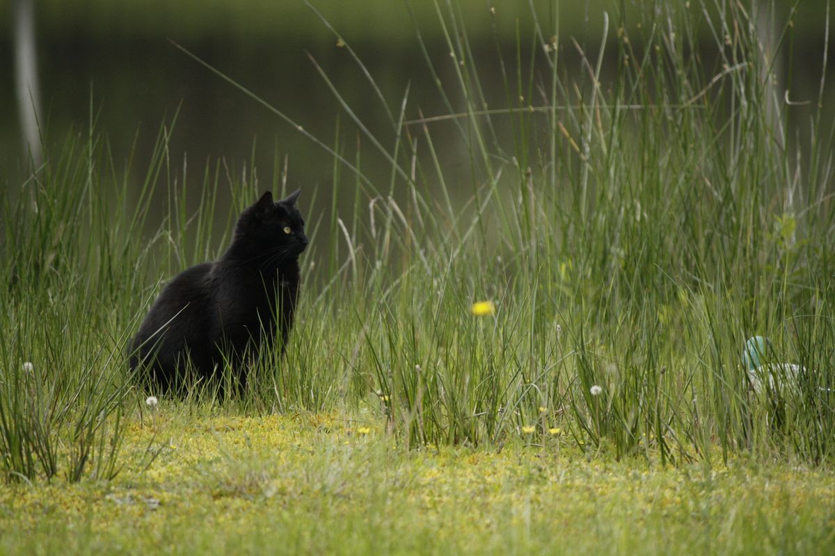 A solitary black cat sits amidst tall grass in a serene outdoor setting.