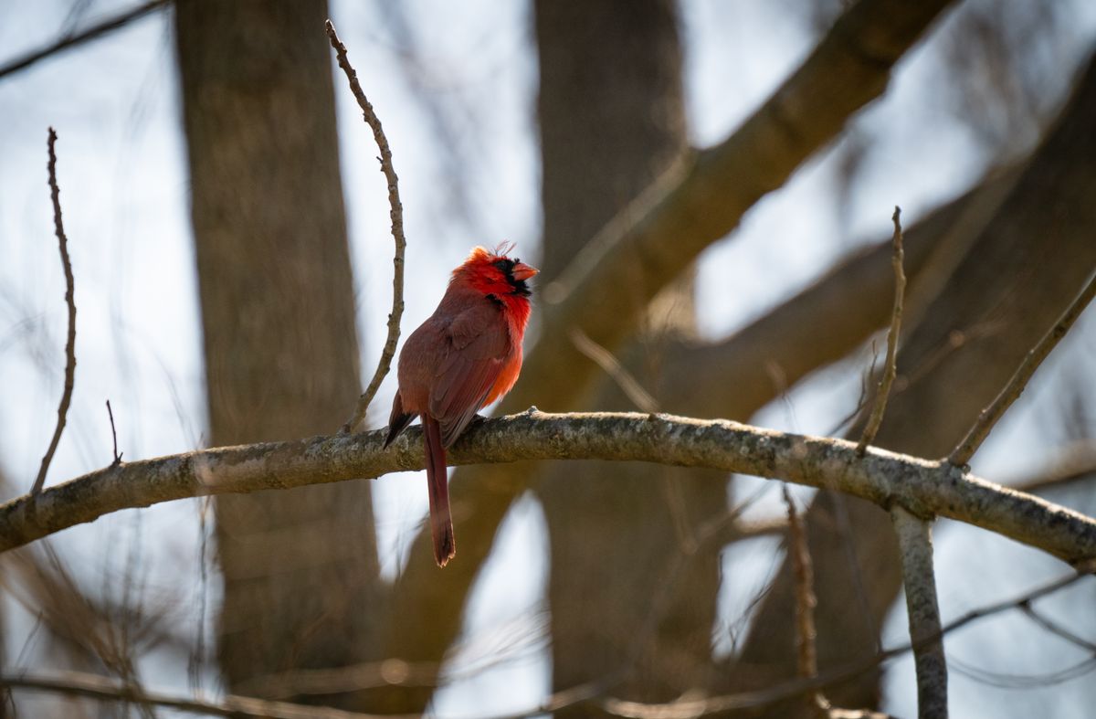 A vivid red northern cardinal perched in natural sunlight representing dream of a cardinal meaning