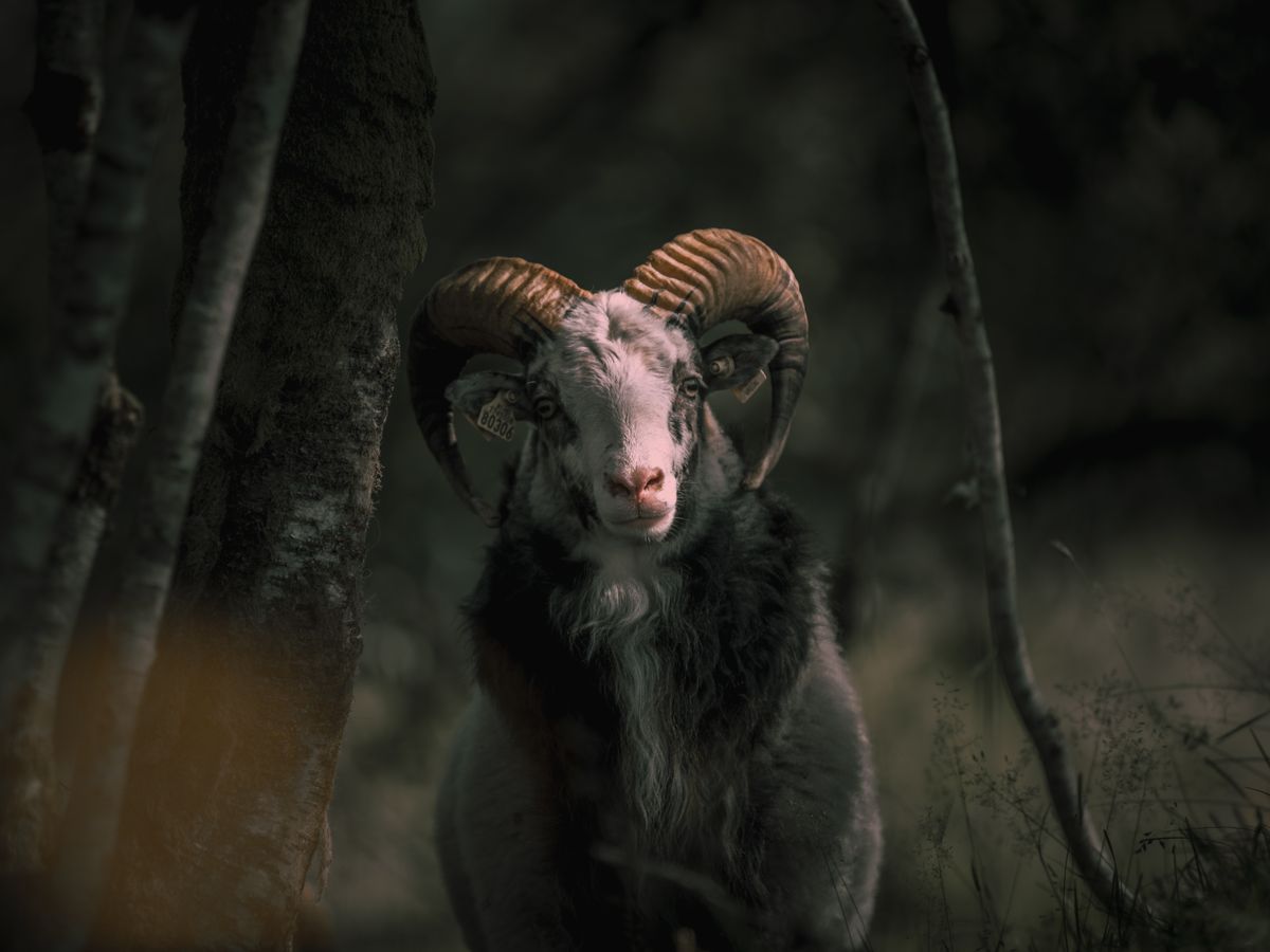 Stunning portrait of a ram with majestic horns representing birth totems