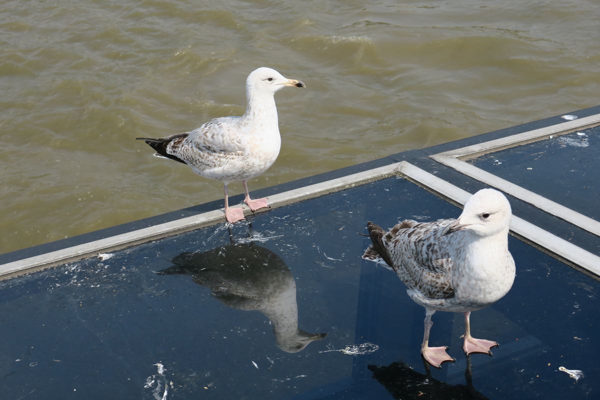 Two seagulls stand on a glass platform