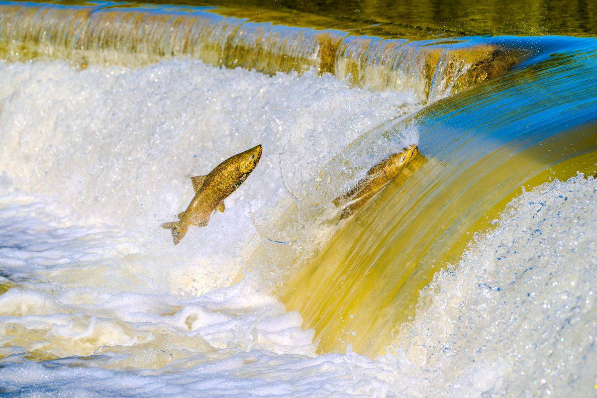 A vivid capture of salmon jumping over a river waterfall