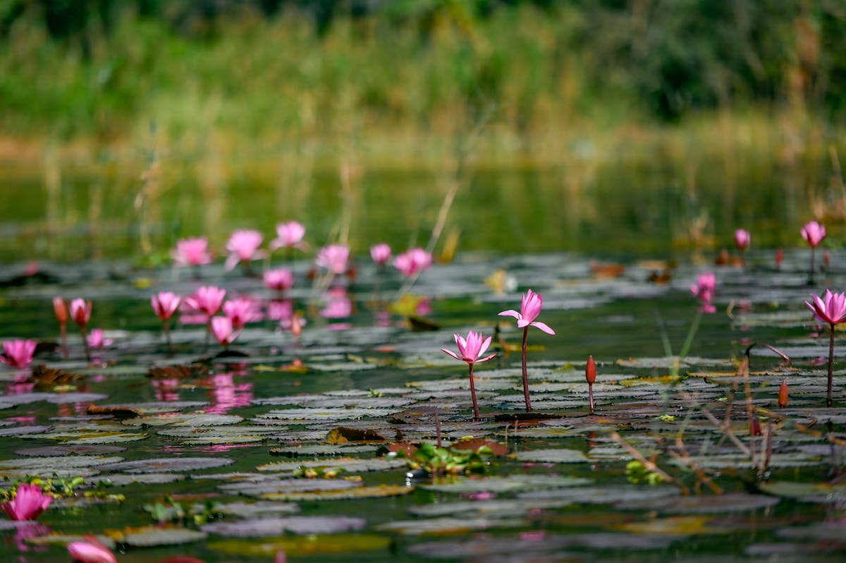 Serene water lily pads and blossoms on still pond symbolising closure metamorphosis and return to natural cycle