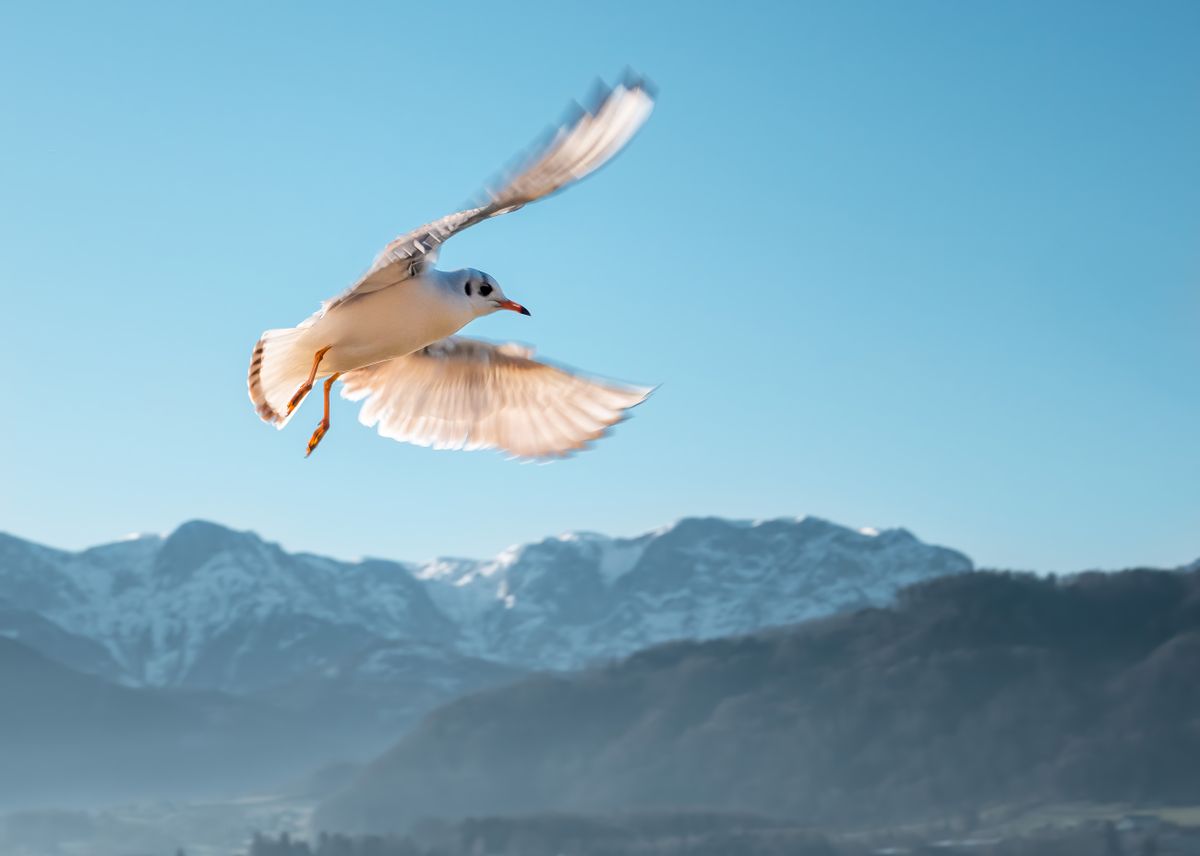 Majestic seagull soaring above mountainous landscape