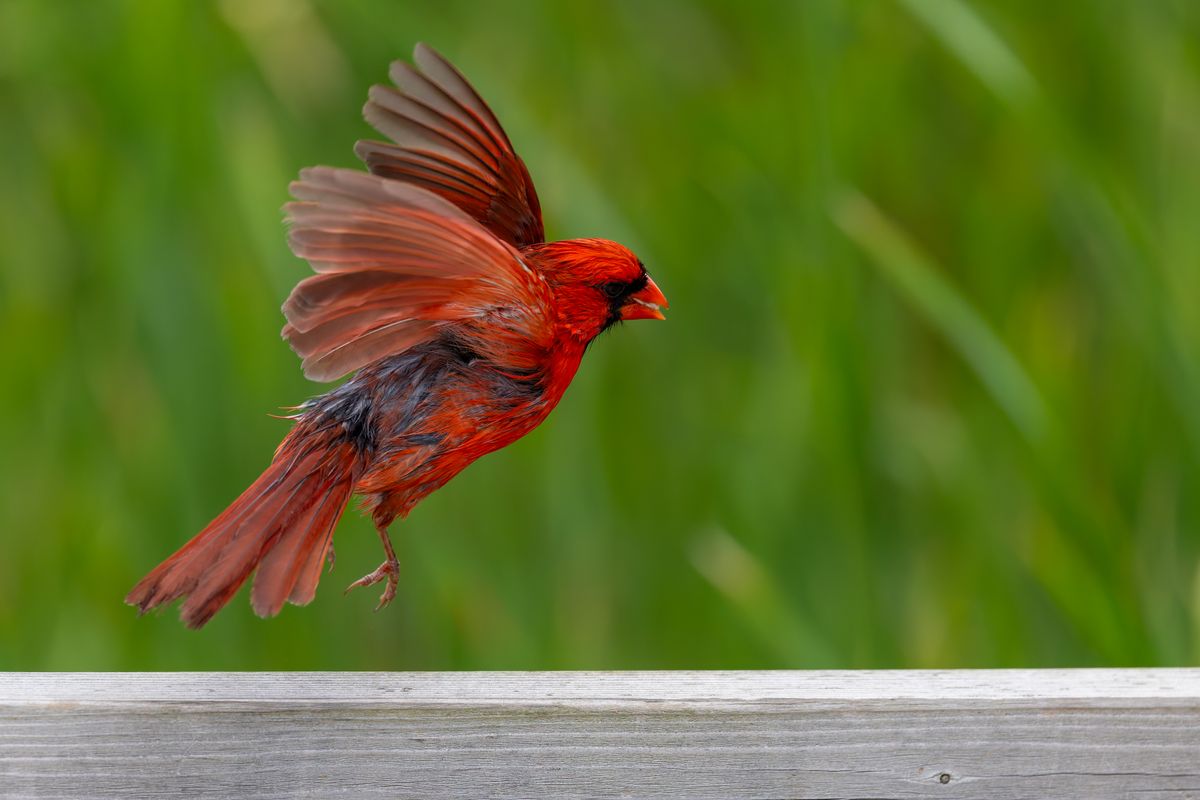 Dream of a Cardinal: Meaning & Interpretation