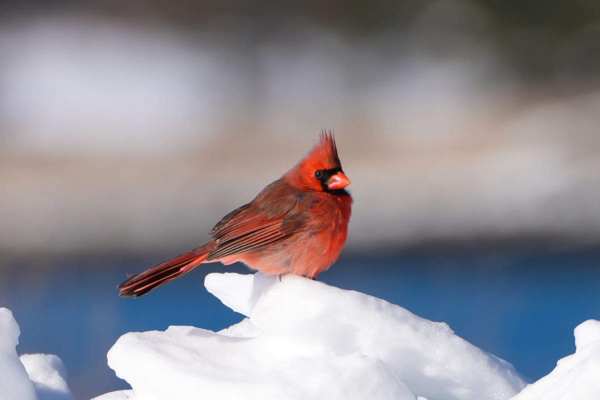 Seeing a Cardinal After a Death: Meaning