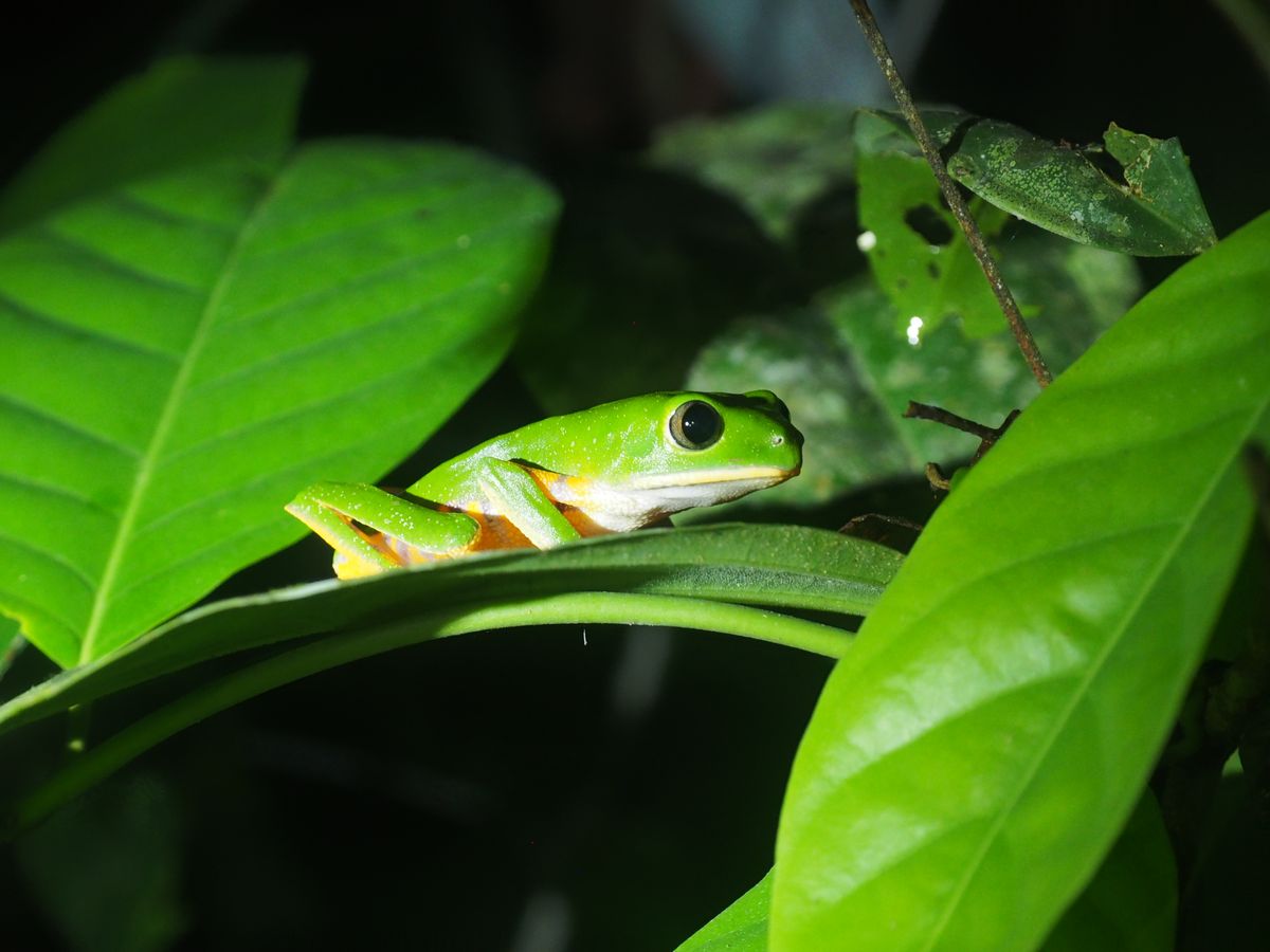 Vibrant green frog resting on a jungle leaf at night