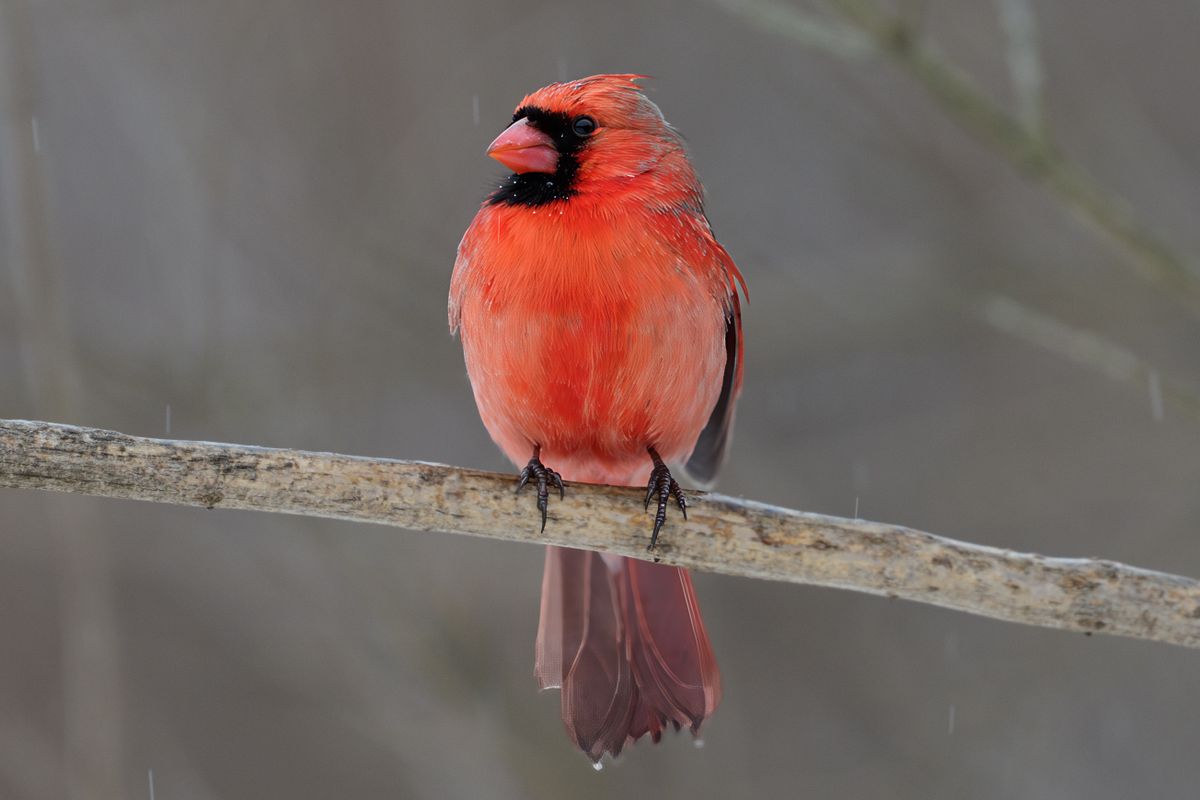 A vivid red northern cardinal perched in winter snowfall representing cardinal after a death meaning