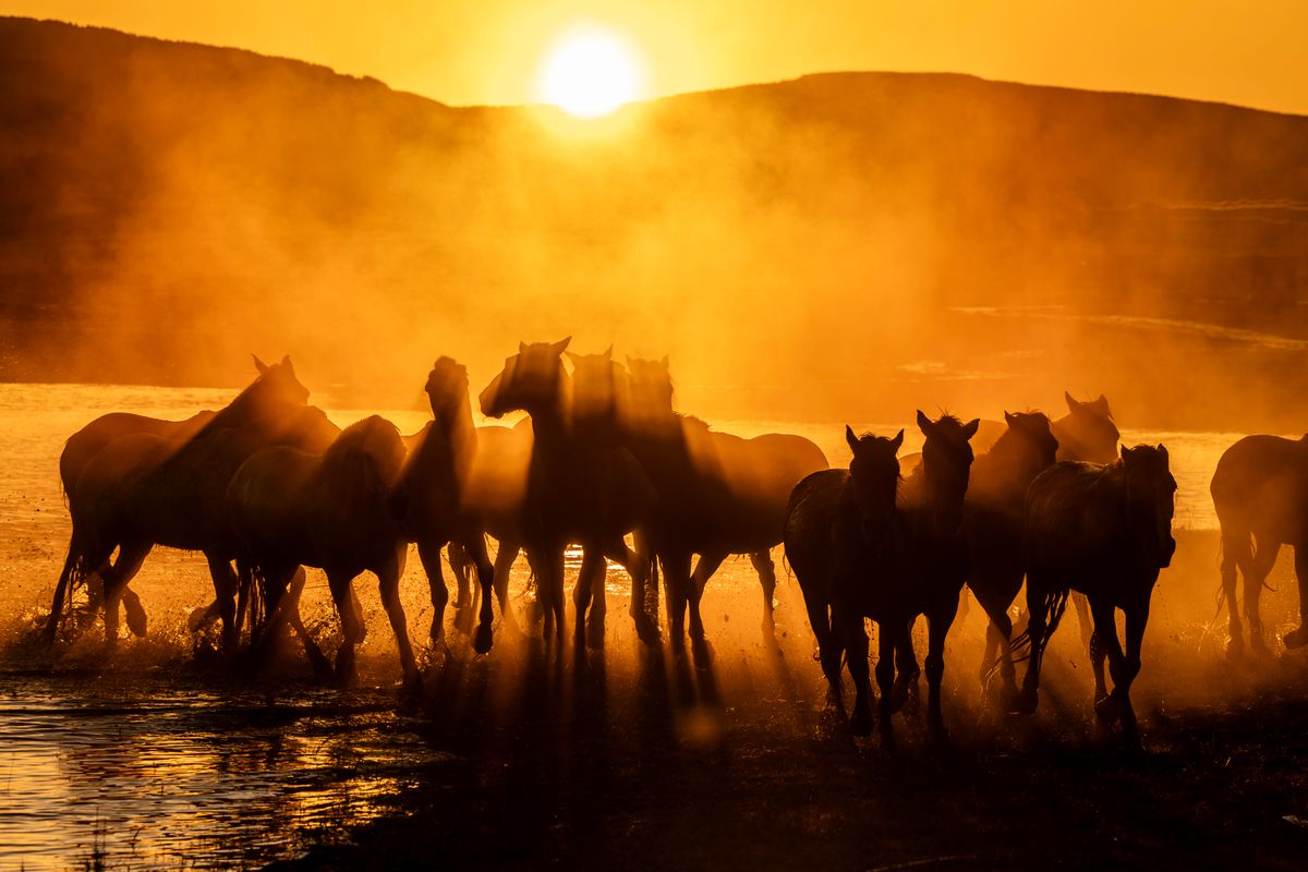 Silhouette of horses running through mist at sunset representing spirit animals and deep instinct Silhouette of horses running through mist at sunset representing spirit animals and deep instinct