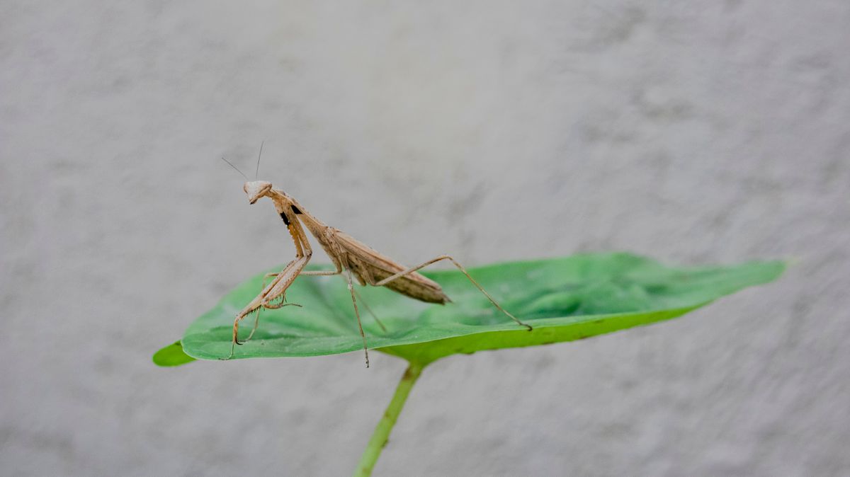Detailed image of a praying mantis perched on a green leaf
