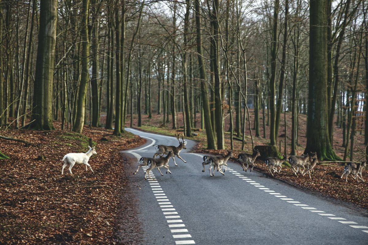 What It Means When an Animal Crosses Your Path