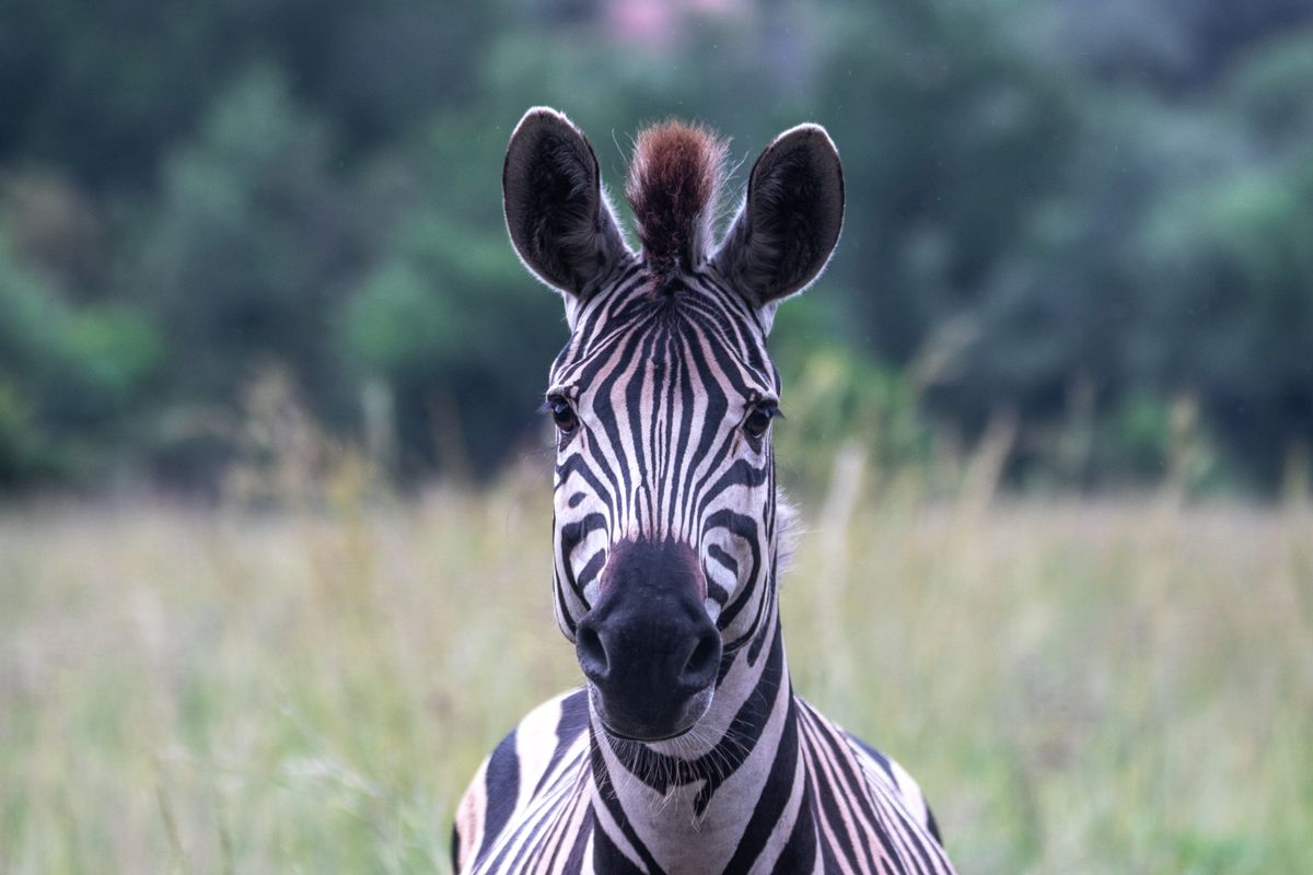 Zebra in its natural habitat representing instinct and spirit animal discovery Detailed close-up of a zebra in its natural habitat representing instinct and spirit animal discovery