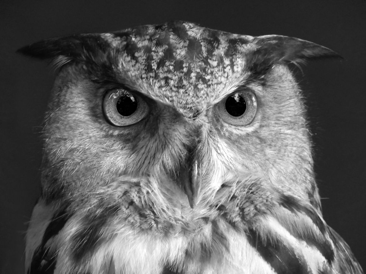 Black and white close-up photo of an owl with intense gaze representing the unseen Black and white close-up photo of an owl with intense gaze representing the unseen