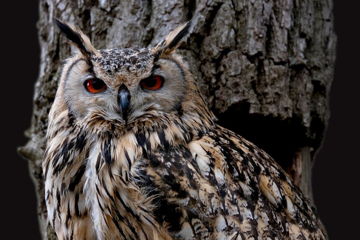 Close-up of a Great Horned Owl