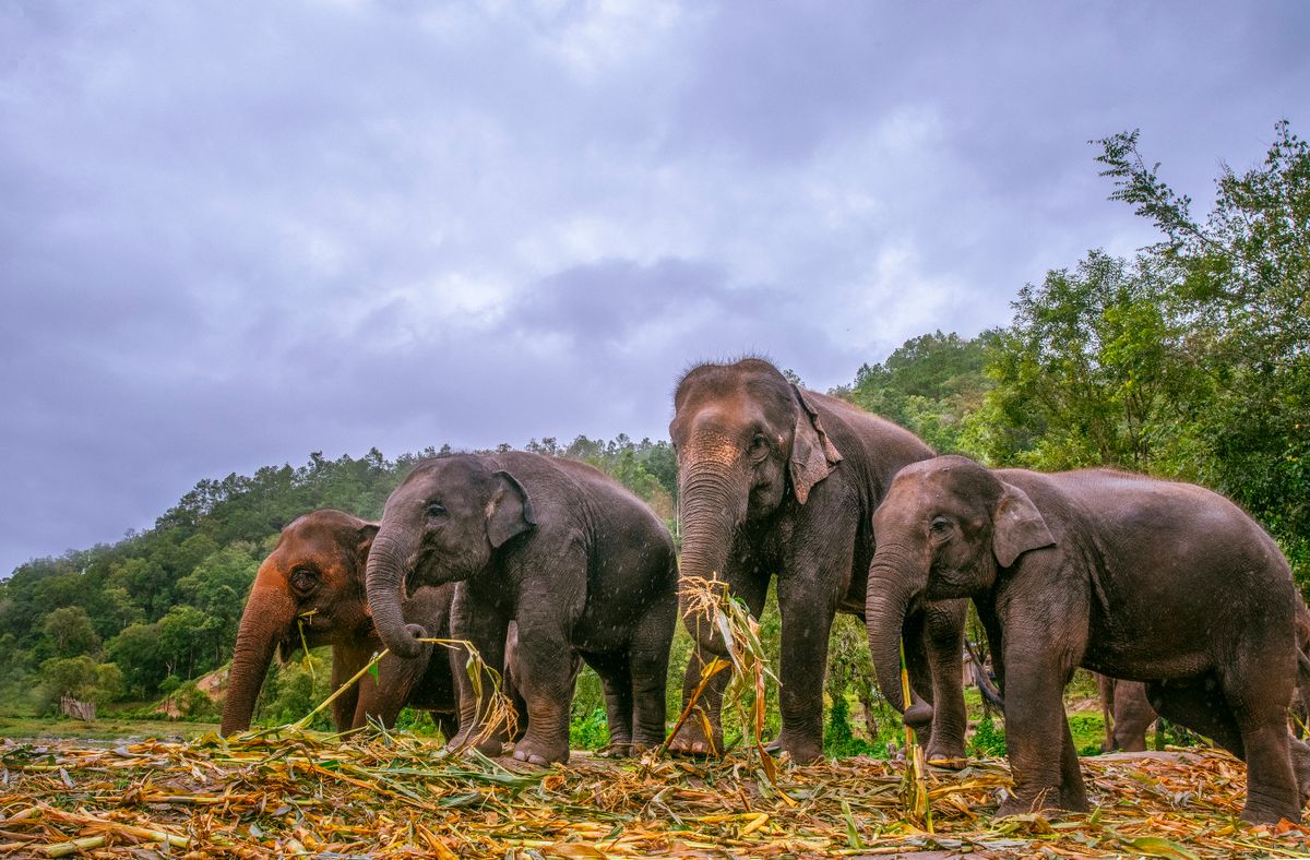 A herd of Asian elephants enjoying a meal in the lush greenery