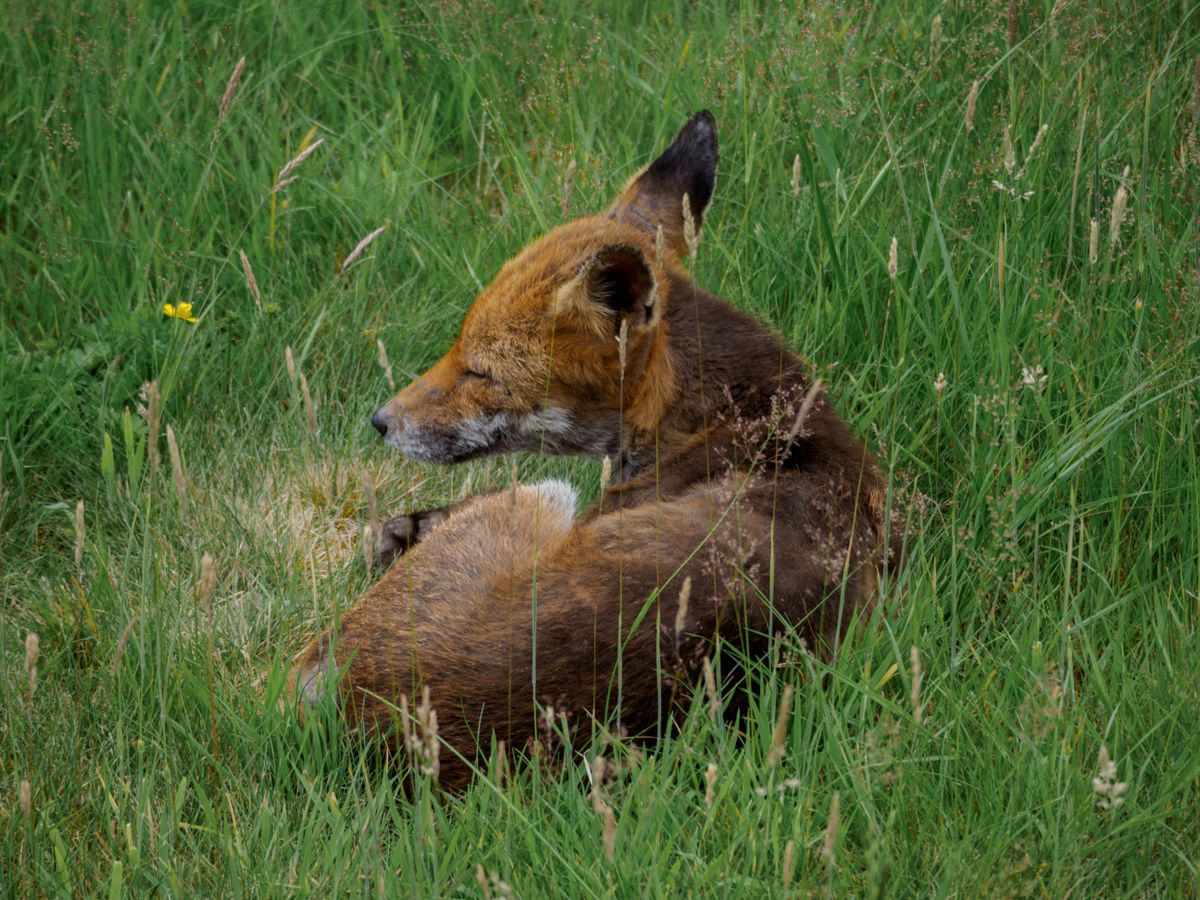 red fox resting in the grass representing seeing the same animal repeatedly